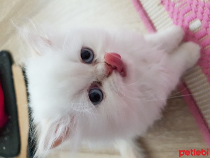 Chinchilla, Kedi  Prenses fotoğrafı