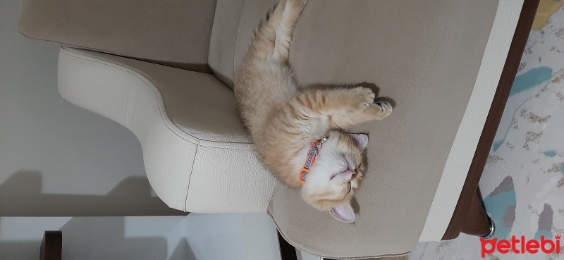 British Shorthair, Kedi  CESUR fotoğrafı