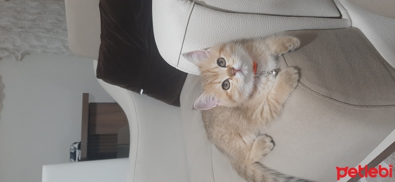 British Shorthair, Kedi  CESUR fotoğrafı