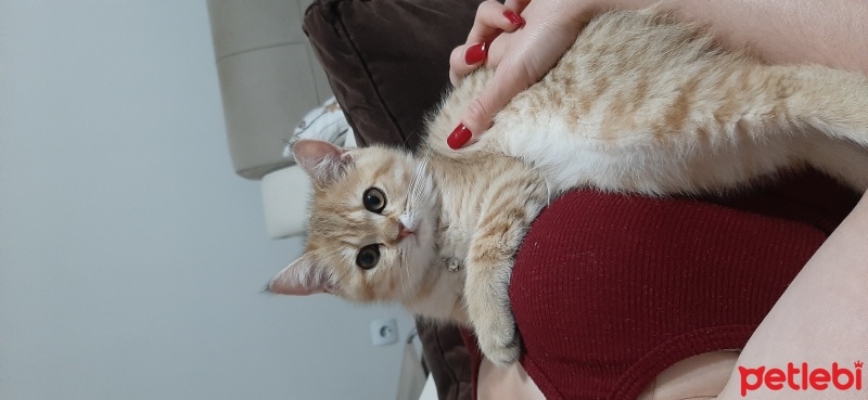 British Shorthair, Kedi  CESUR fotoğrafı