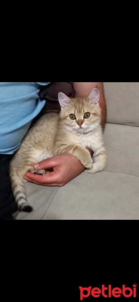 British Shorthair, Kedi  CESUR fotoğrafı