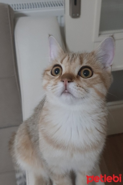 British Shorthair, Kedi  CESUR fotoğrafı