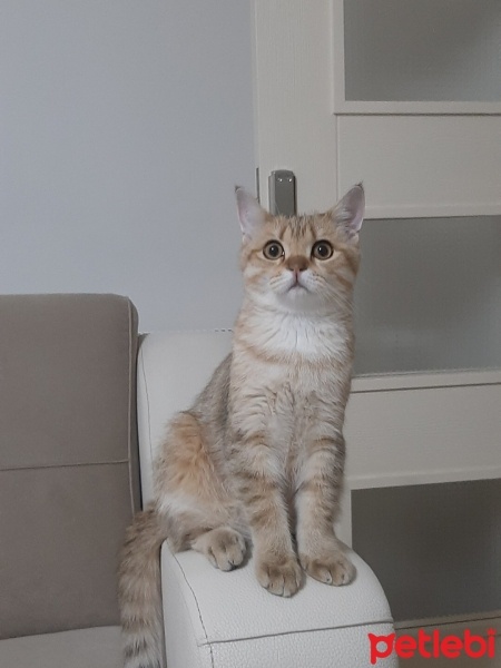 British Shorthair, Kedi  CESUR fotoğrafı
