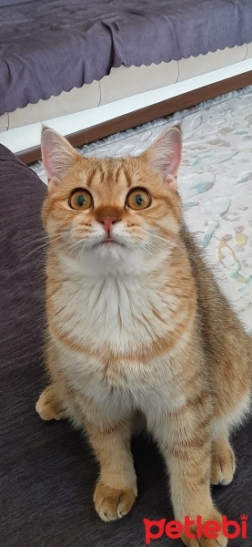 British Shorthair, Kedi  CESUR fotoğrafı