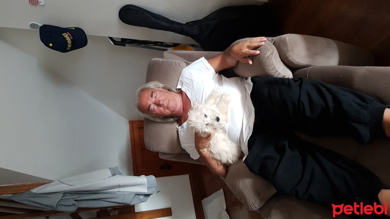 Alman Kısa Tüylü Pointer, Köpek  Apollon fotoğrafı