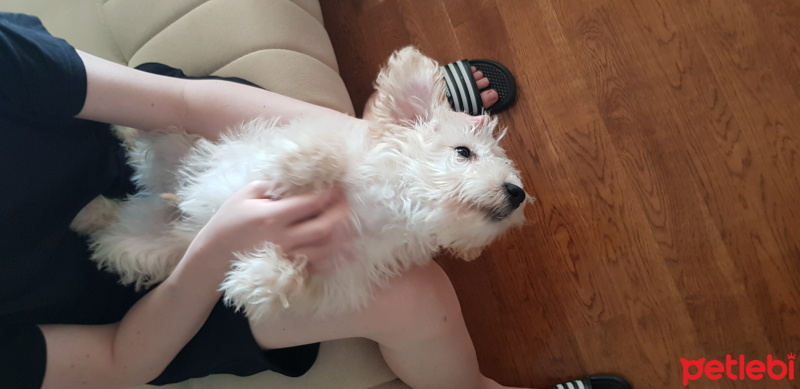Alman Kısa Tüylü Pointer, Köpek  Apollon fotoğrafı