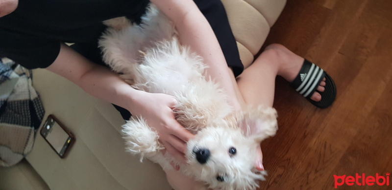 Alman Kısa Tüylü Pointer, Köpek  Apollon fotoğrafı