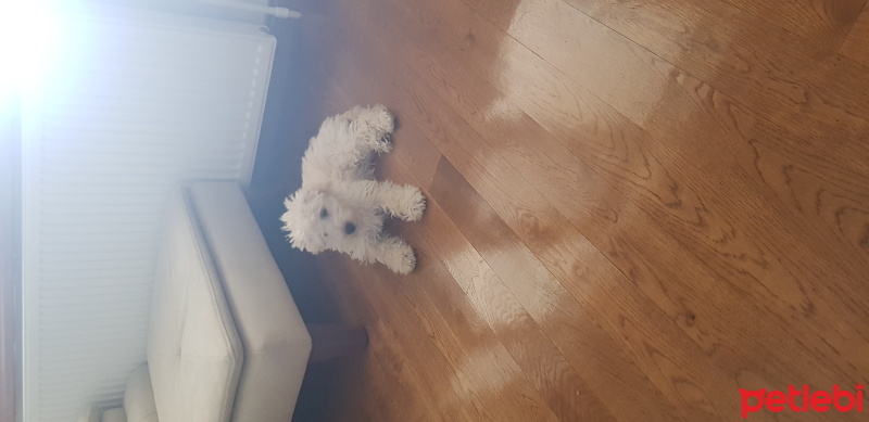 Alman Kısa Tüylü Pointer, Köpek  Apollon fotoğrafı