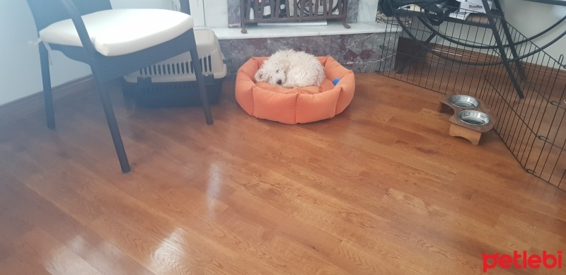 Alman Kısa Tüylü Pointer, Köpek  Apollon fotoğrafı