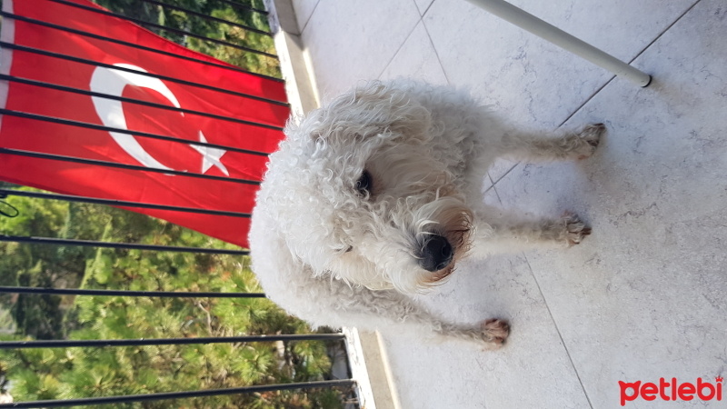 Alman Kısa Tüylü Pointer, Köpek  Apollon fotoğrafı