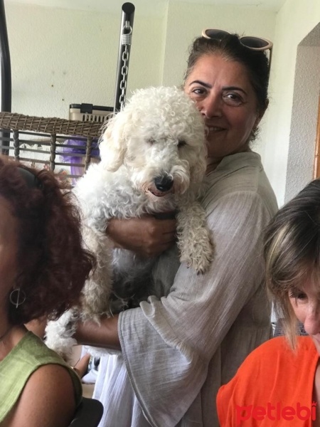 Alman Kısa Tüylü Pointer, Köpek  Apollon fotoğrafı