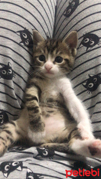 Tekir Kedi, Kedi  Pamuk fotoğrafı