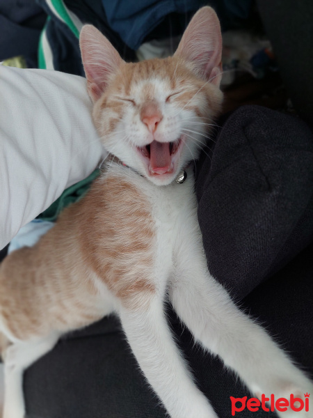 Tekir Kedi, Kedi  Yumak fotoğrafı