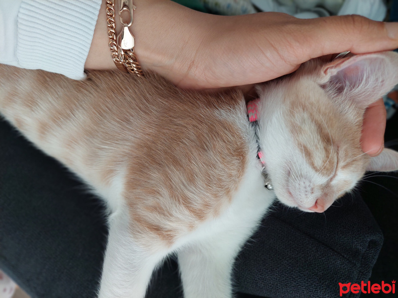Tekir Kedi, Kedi  Yumak fotoğrafı