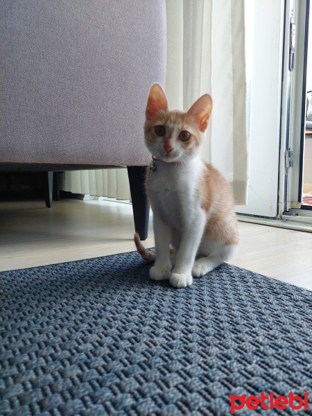 Tekir Kedi, Kedi  Yumak fotoğrafı