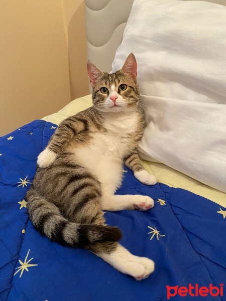 Tekir Kedi, Kedi  köfte fotoğrafı