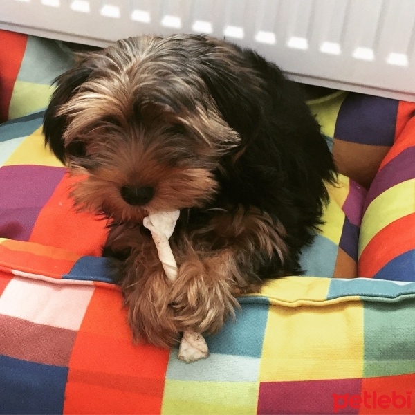 Yorkshire Terrier, Köpek  Paşa fotoğrafı