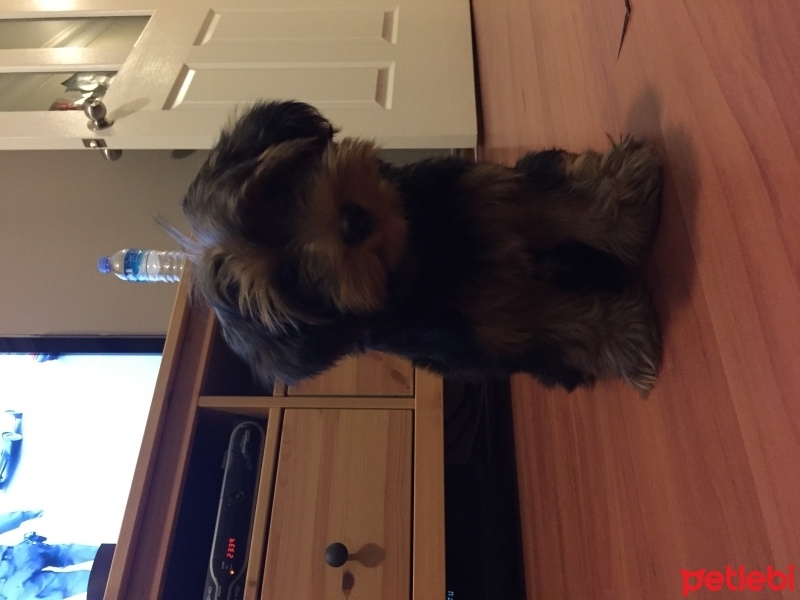 Yorkshire Terrier, Köpek  Paşa fotoğrafı