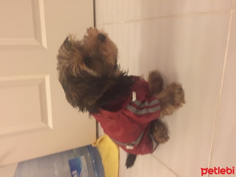 Yorkshire Terrier, Köpek  Paşa fotoğrafı