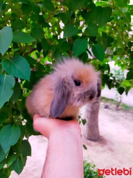 Tavşan, Kemirgen  Tarçın fotoğrafı