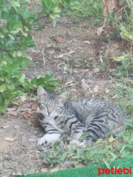 Muhabbet Kuşu, Kuş  Maviş fotoğrafı