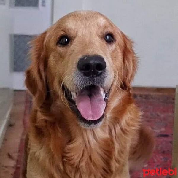 Golden Retriever, Köpek  Tarçın fotoğrafı