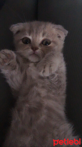 Scottish Fold, Kedi  Bulut fotoğrafı