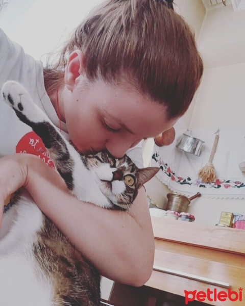 Tekir Kedi, Kedi  Luna fotoğrafı