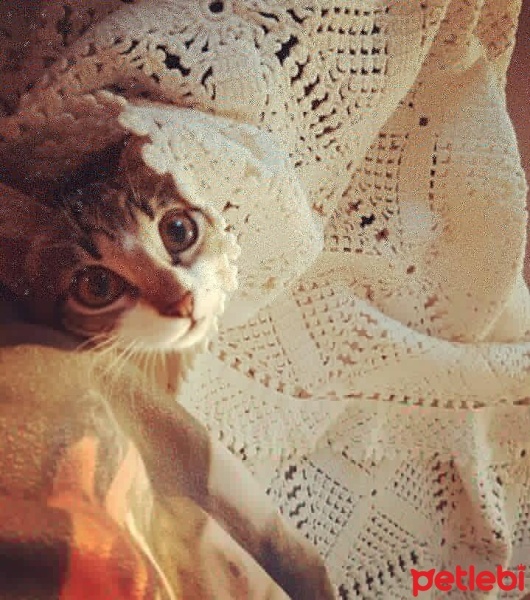 Tekir Kedi, Kedi  Luna fotoğrafı