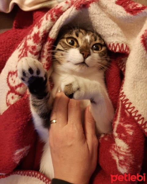Tekir Kedi, Kedi  Luna fotoğrafı