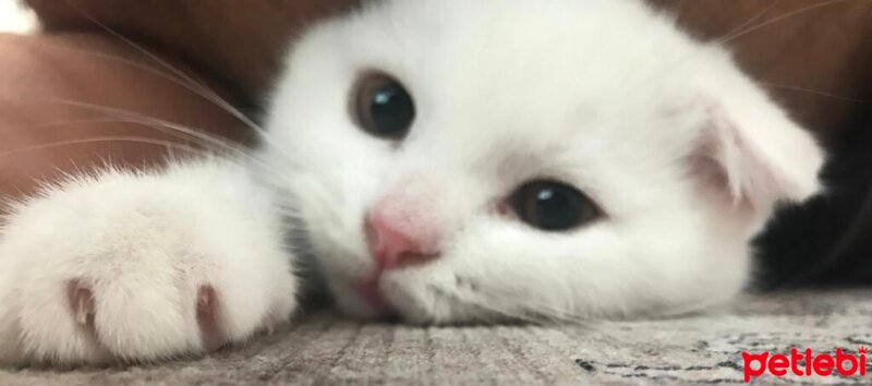 Scottish Fold, Kedi  bulut fotoğrafı