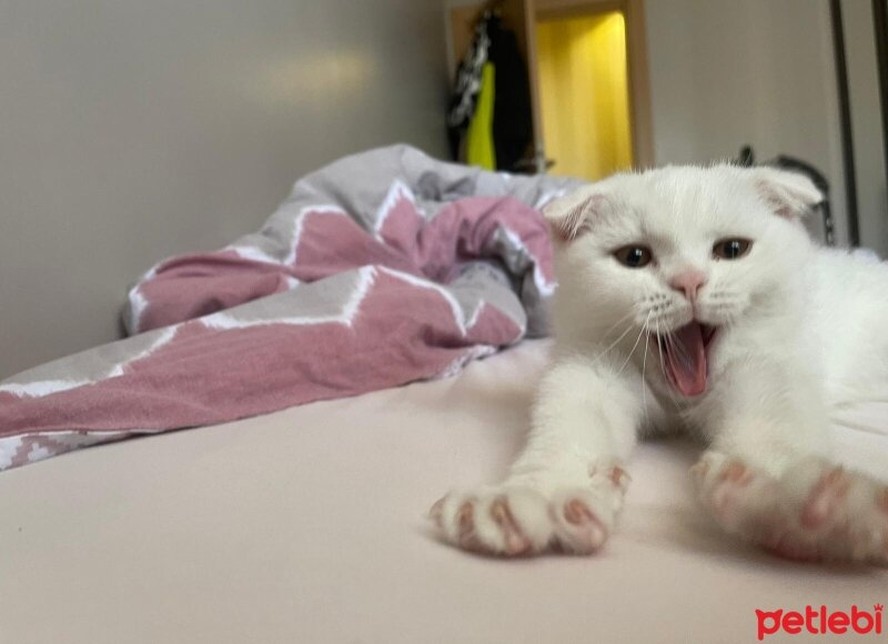 Scottish Fold, Kedi  bulut fotoğrafı