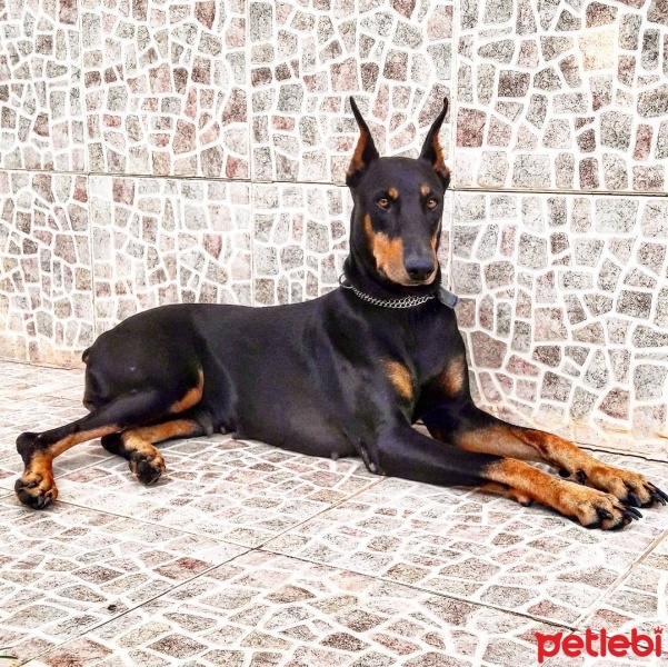 Doberman Pinscher, Köpek  Asi fotoğrafı