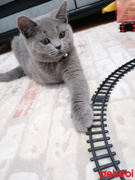 British Shorthair, Kedi  mia fotoğrafı