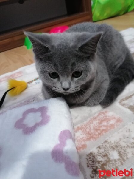 British Shorthair, Kedi  mia fotoğrafı