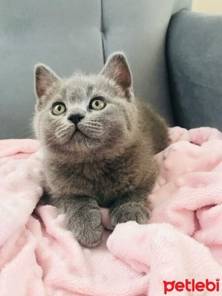 British Shorthair, Kedi  mia fotoğrafı