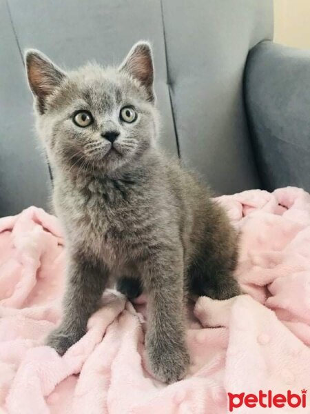 British Shorthair, Kedi  mia fotoğrafı