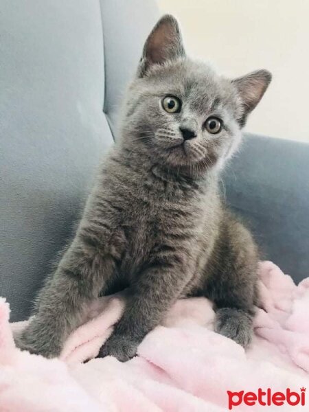 British Shorthair, Kedi  mia fotoğrafı