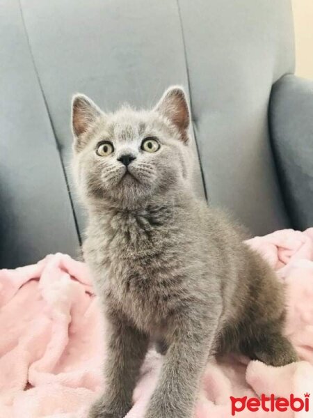 British Shorthair, Kedi  mia fotoğrafı