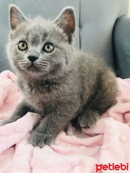 British Shorthair, Kedi  mia fotoğrafı