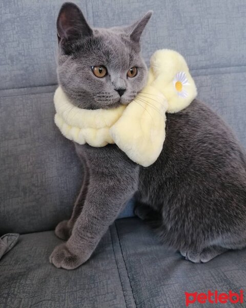 British Shorthair, Kedi  mia fotoğrafı