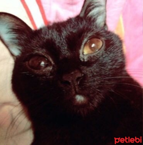 Bombay, Kedi  Kurt fotoğrafı