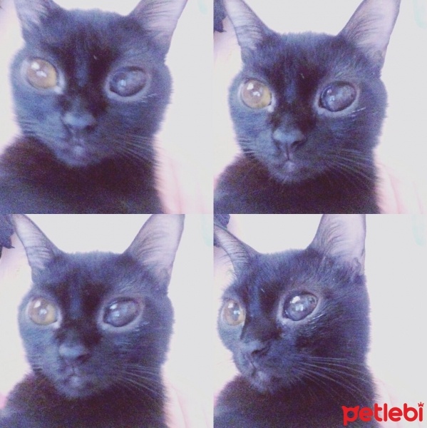 Bombay, Kedi  Kurt fotoğrafı