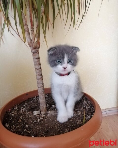 Scottish Fold, Kedi  duman fotoğrafı