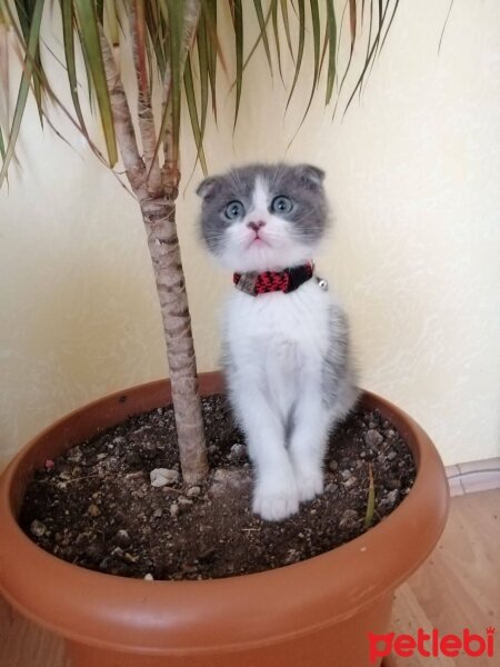 Scottish Fold, Kedi  duman fotoğrafı