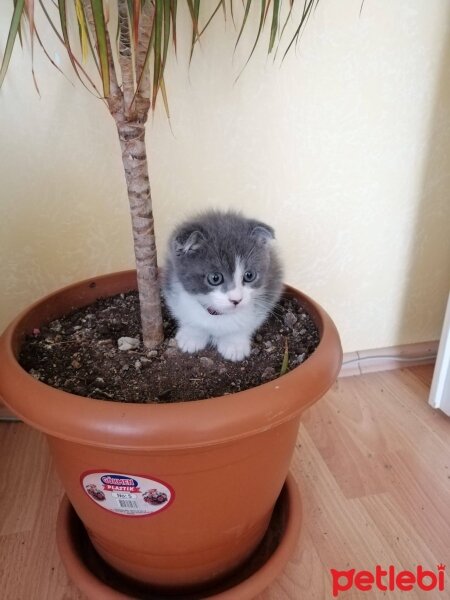 Scottish Fold, Kedi  duman fotoğrafı