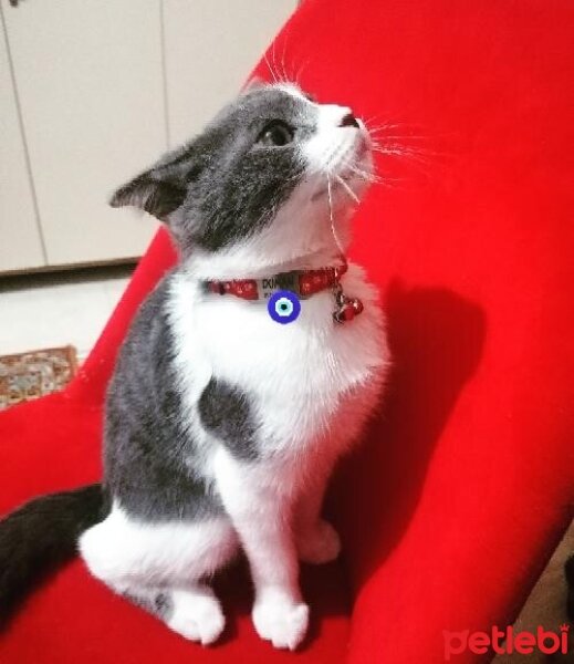 Scottish Fold, Kedi  duman fotoğrafı