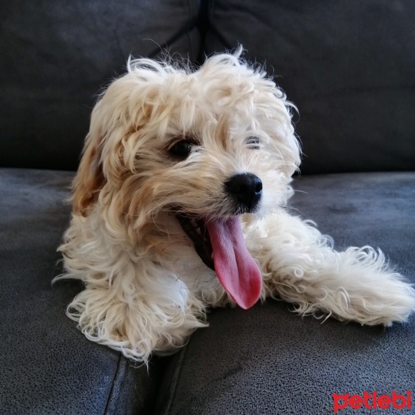 Maltese, Köpek  Balköpük Ferhunde fotoğrafı