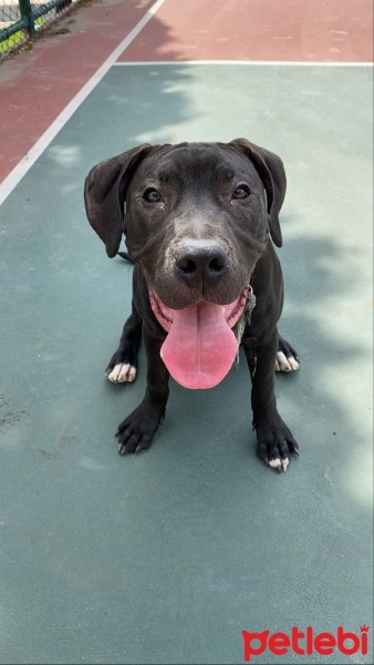 Amerikan Pitbull Terrier, Köpek  Sirius fotoğrafı