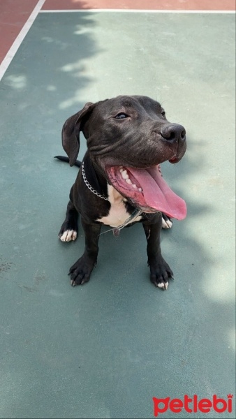 Amerikan Pitbull Terrier, Köpek  Sirius fotoğrafı